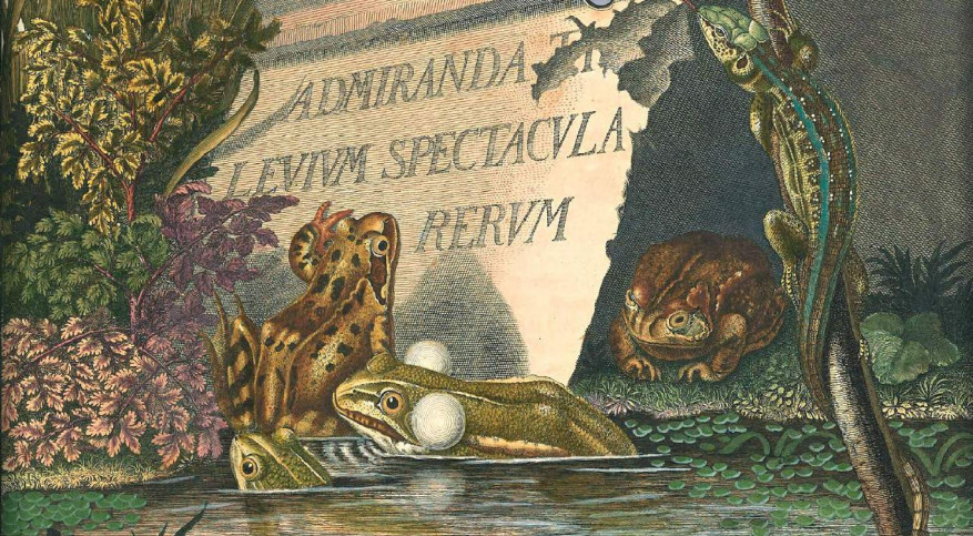 Az illusztrációk aranykora 2. – Gerinces állatok ábrázolásai